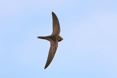 Common swift by Andrey Gulivanov on flickr