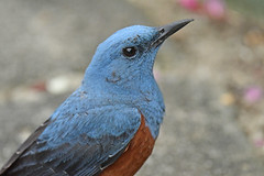 A male blue rock thrush