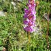 fragrant orchid at Priestclife Lees