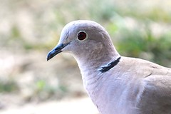 Tourterelle turque - Streptopelia decaocto - Eurasian collared dove