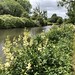 Meadowsweet on the Kennet & Avon Canal