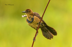 Boat-tailed grackle female with necklace