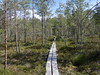 Boardwalk on the Kukulinreitti Hiking Trail, Ruotsinpyht, Finland, 12 July 2023