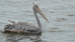 A pelican wading on waters of Lake Naivasha on a cloudy noon - Kenya (low light photography)