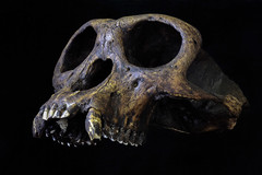 Rhinopithecus strykeri