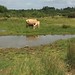 contented cattle near Thatcham Reedbeds 2