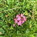 On Greenham Common, centaury as pink as a starlet's lips