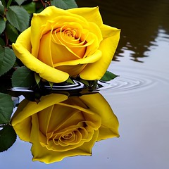 2023179-YELLOW ROSE AND ITS REFLECTION