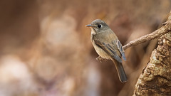 A Brown Breasted Flycatcher foraging near a small puddle