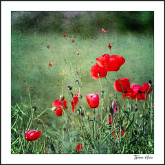Poppies and Bugs