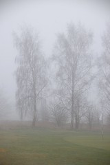 (Explore) 20120312 Grey birch