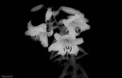 12309 - Flowers in Black & White