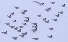 Arctic Terns