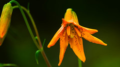 Sierra Tiger Lily.jpg