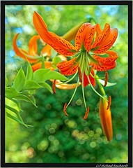 Tiger Lilie / Tiger Lilly (Lilium lancifolium)
