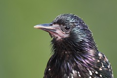 Etourneau-sansonnet - Sturnus vulgaris - European starling