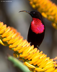 Scarlet-chested Sunbird (m)