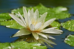 Sunshine and Rain. Water Lily. Langkawi. Malaysia.