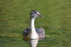 Great crested grebe chick