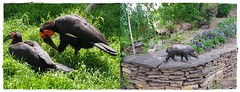 kaffir horned crow and the tapir- kaffer szarvasvarjú és a tapír