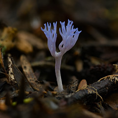 Lilac Coral Fungus (Ramariopsis pulchella)