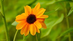 12317 - Sunflower