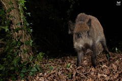 Javali, Wild boar(Sus scrofa)