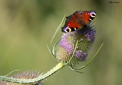 Peacock butterfly on thistle.