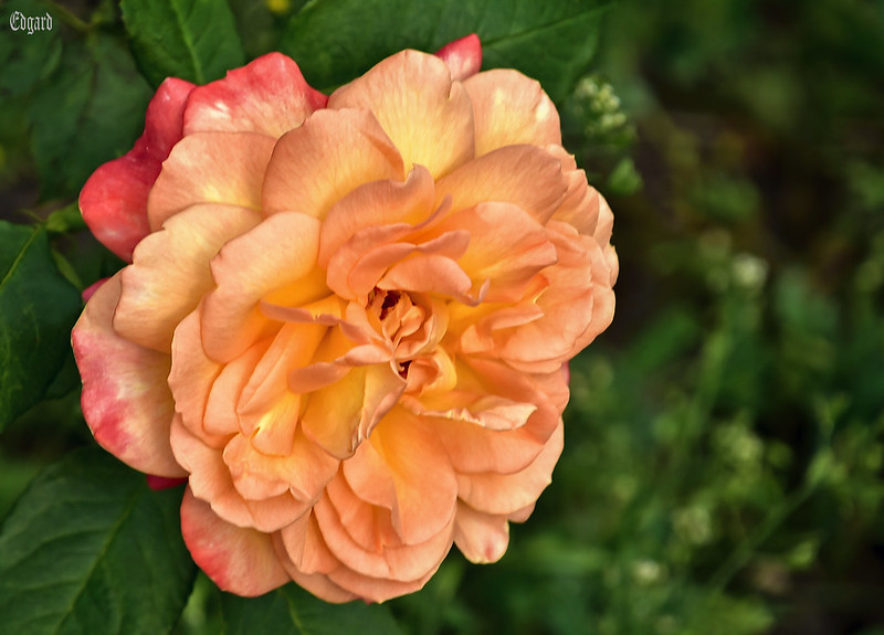 Bright orange rose<br/>© <a href="https://flickr.com/people/145270835@N07" target="_blank" rel="nofollow">145270835@N07</a> (<a href="https://flickr.com/photo.gne?id=53066770542" target="_blank" rel="nofollow">Flickr</a>)