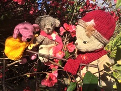 Paddington, Scout, Rosie and the Prune Flowers