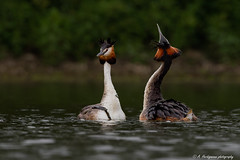 Parade de Grèbes huppés , Great crested grebes in love