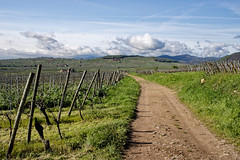 Path to Riquewihr