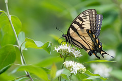 Eastern Tiger Swallowtail  ( In Explore )