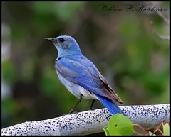 July 4, 2023 - Beautiful bluebird. (Bill Hutchinson)