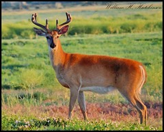 July 1, 2023 - A beautiful buck in the early morning light. (Bill Hutchinson)