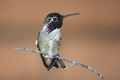 Costa's Hummingbird--IMG_9337-Enhanced-NR