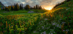 Hochtannberg - Last Light on alpine Meadow