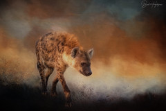 Hyena respect