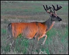 July 11, 2023 - Handsome buck on the plains. (Bill Hutchinson)