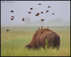 July 6, 2023 - Birds hitch a ride on a bison. (Bill Hutchinson)