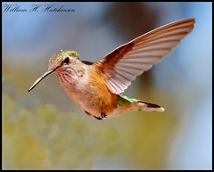 July 3, 2023 - Hummingbird in flight. (Bill Hutchinson)