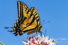 July 15, 2023 - Beautiful backyard butterfly. (Tony's Takes)