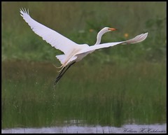 July 6, 2023 - Great egret takes flight. (Bill Hutchinson)