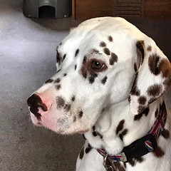 Cooper our Liver Dalmatian, he has Brown spots, eyes and nose. UK.