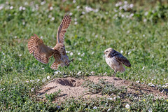 July 16, 2023 - A male burrowing owl returns home. (Tony's Takes)