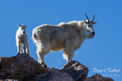 July 2, 2023 - Mountain goat nanny and her kid. (Tony's Takes)
