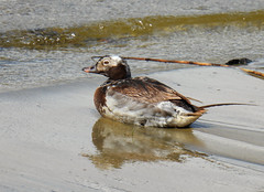 Long-tailed duck, Clangula hyemalis, Alfågel
