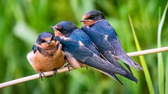 Barn Swallow Trio on a Reed