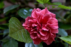 Hibiscus rosa-sinensis var. flore pleno