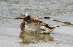 Long-tailed duck, Clangula hyemalis, Alfågel